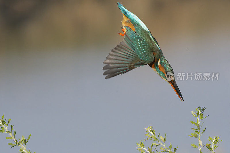 翠鸟潜水(Alcedo atthis)